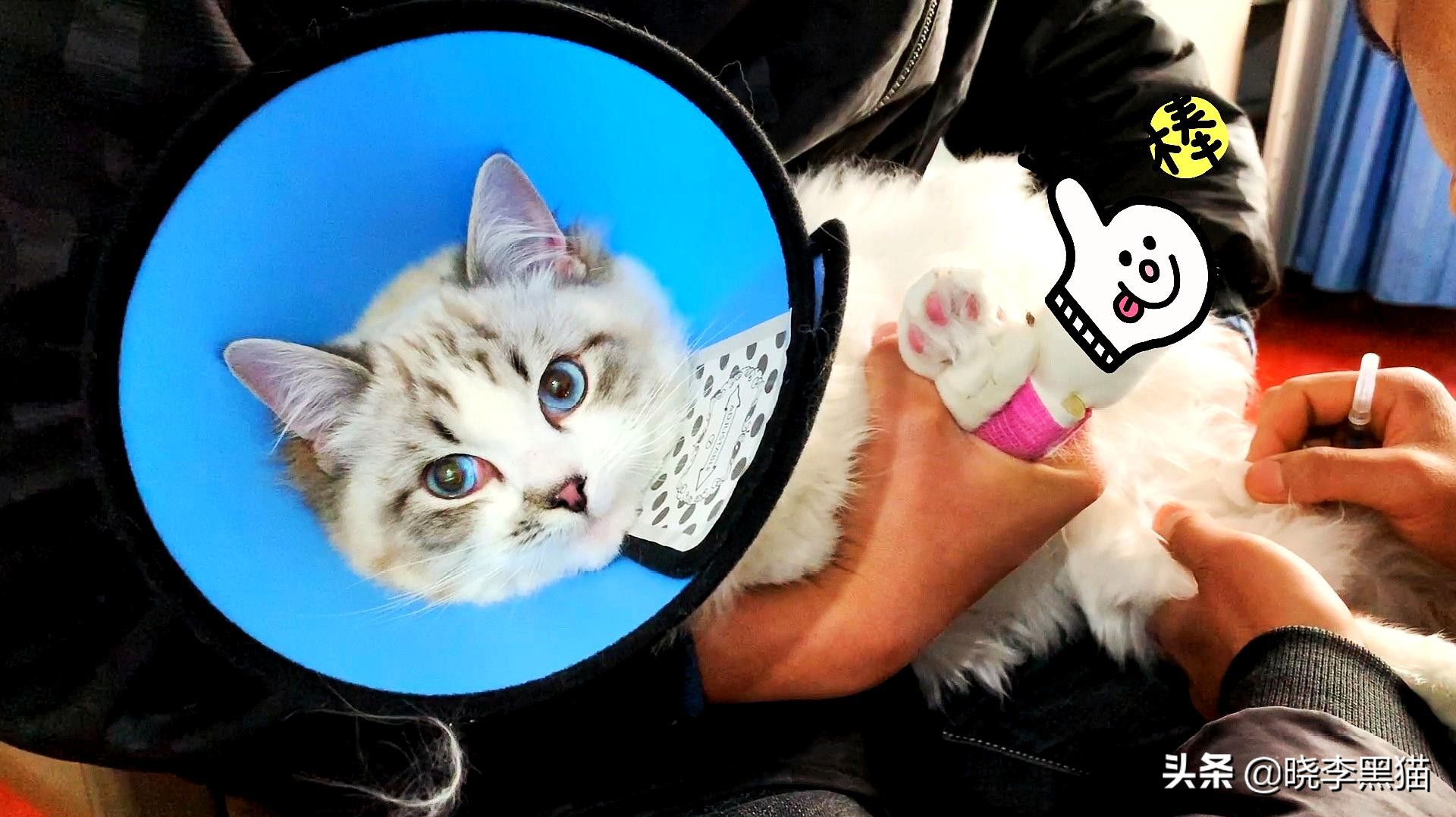 猫咪绝育手术之后怎么护理,猫咪绝育手术后怎么护理