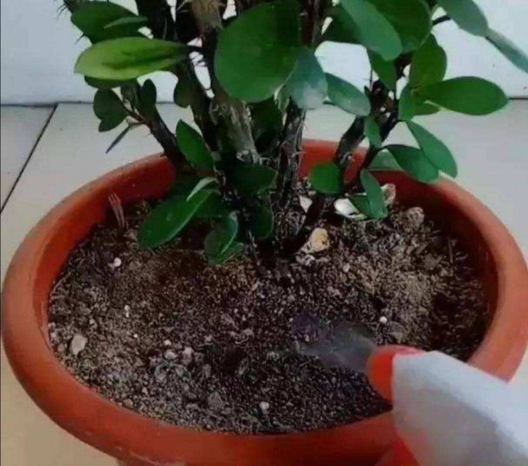 花盆里有蚂蚁用驱蚊花露水驱蚂蚁,花盆里蚂蚁怎么消灭最彻底