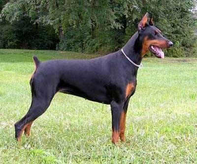 军犬和警用犬的区别,军警犬品种排名