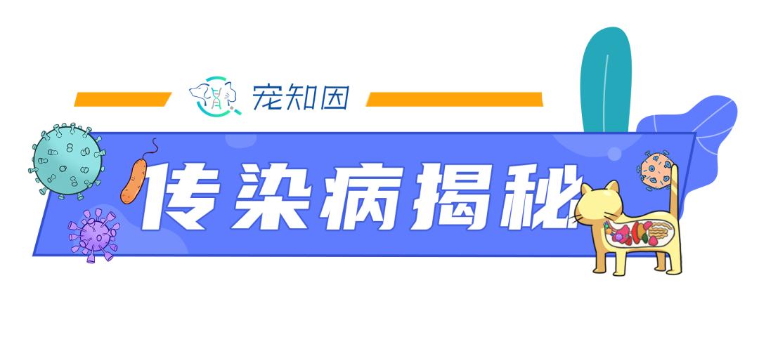猫感染疱疹咳嗽,猫有眼屎打喷嚏怎么回事