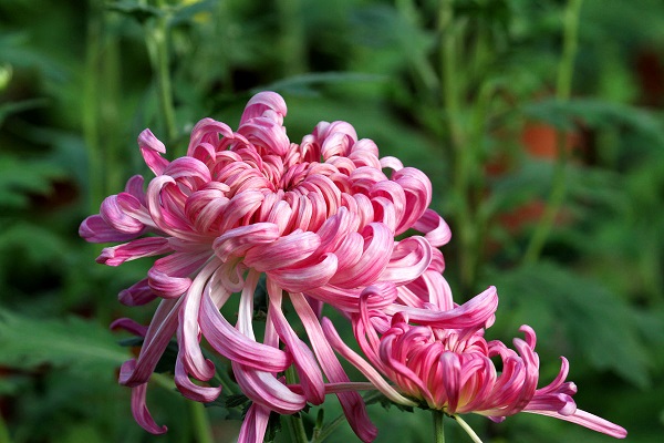 菊花的叶子黄了怎么办,菊花叶子发黄变枯该怎么用药