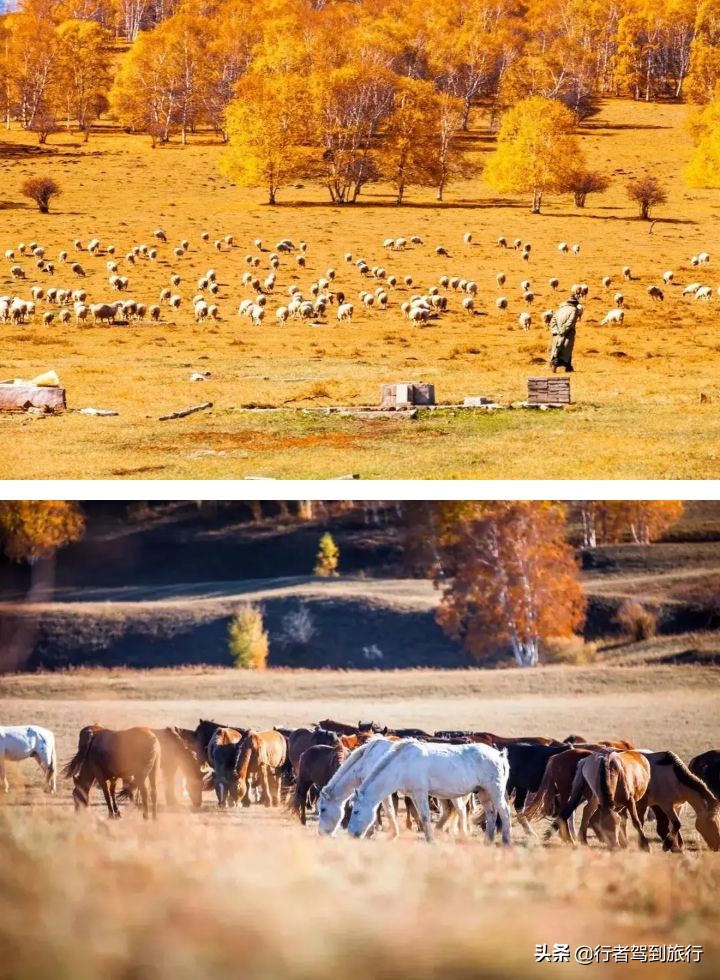 冬季克旗旅游自驾游攻略,克什克腾旗看秋色攻略