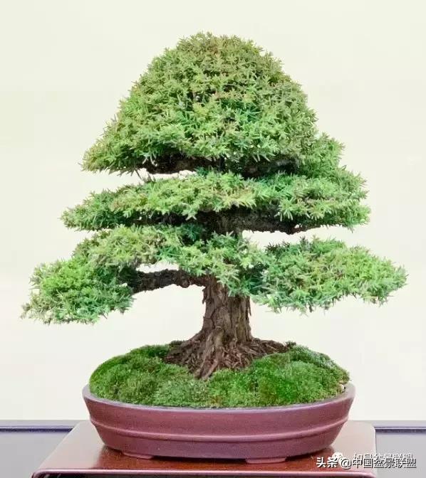 日本盆景巨匠木村正彦作品全程 (木村正彦盆景作品)