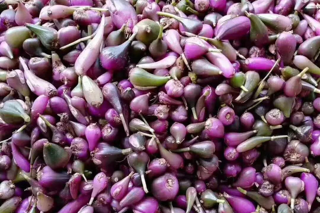 林草科普图片,林草科普