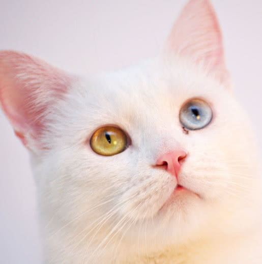 猫咪绝育后舔舐伤口痛苦叫声,有什么方法防止猫咪绝育后舔伤口