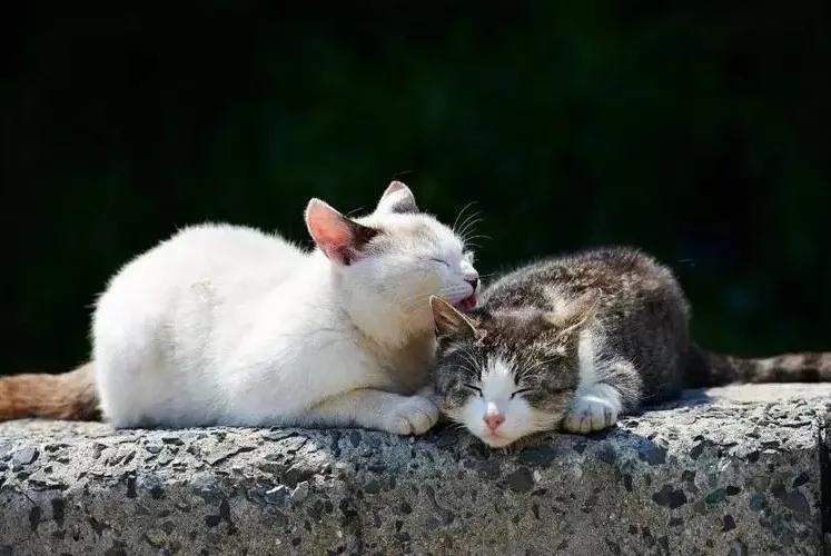 想领养狗狗却找不到地方,想领养一只猫咪又怕不会养