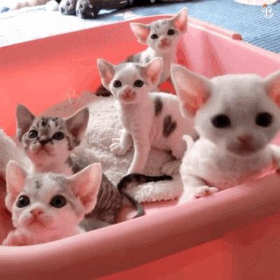 什么猫咪最好养而且又粘人新手,性格活泼开朗粘人的猫咪有哪些