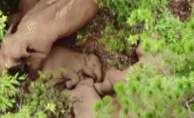 大象能吃带壳的榴莲么,大象吃榴莲带壳