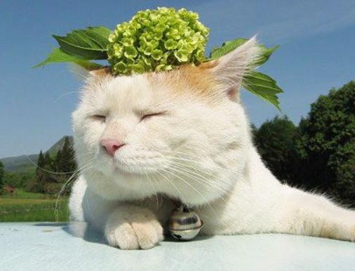 猫咪体外驱虫药用什么牌好,猫咪体外驱虫什么药比较好