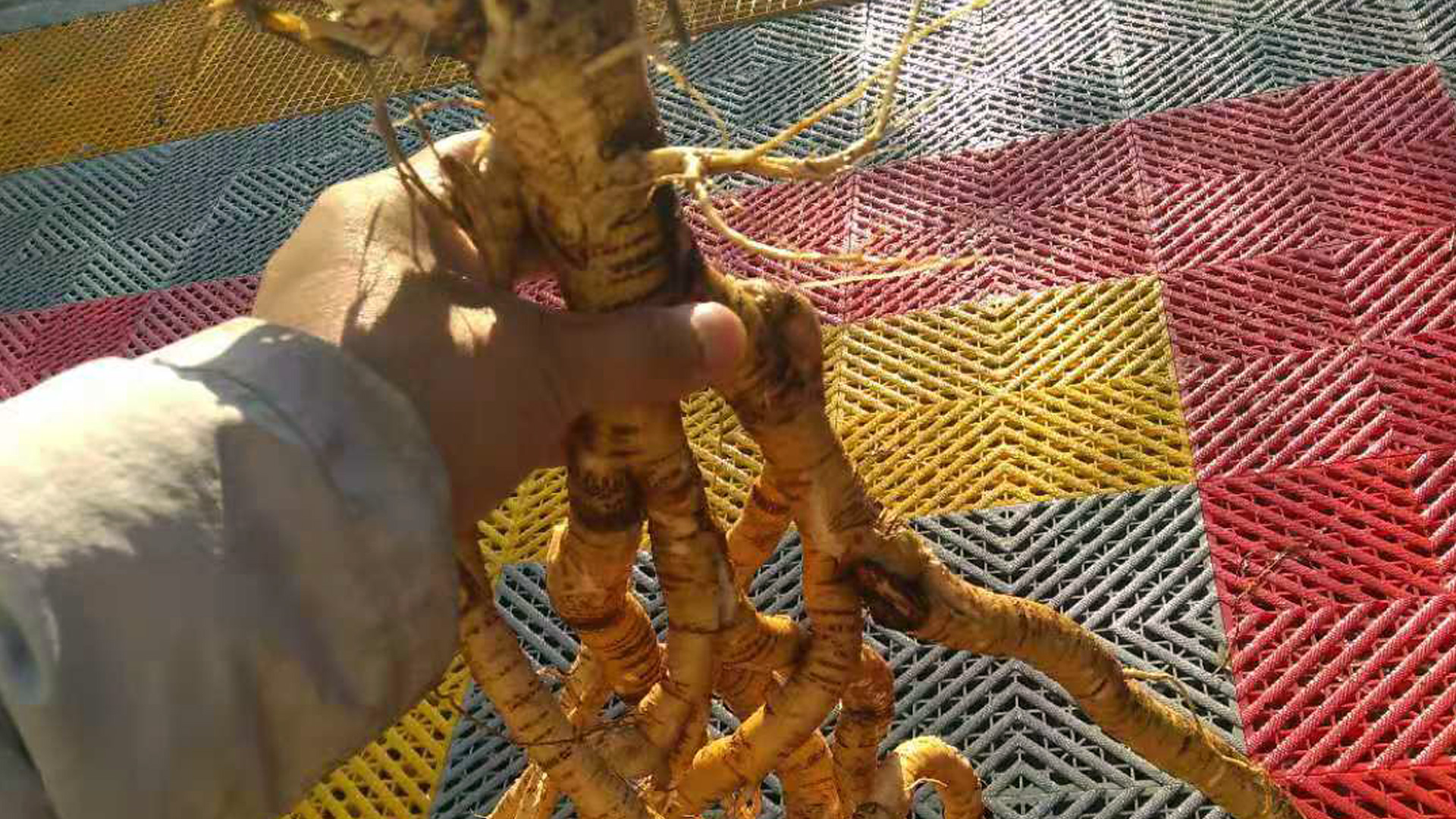 你可能买到了野生黄芪中的伪野生货，原来这么做可以杜绝假货