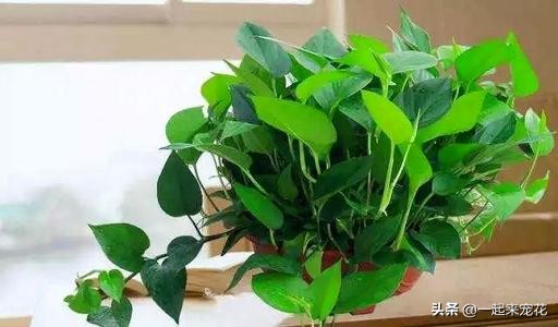 绿萝如何养护长得更快,绿萝多长时间能长到1米长