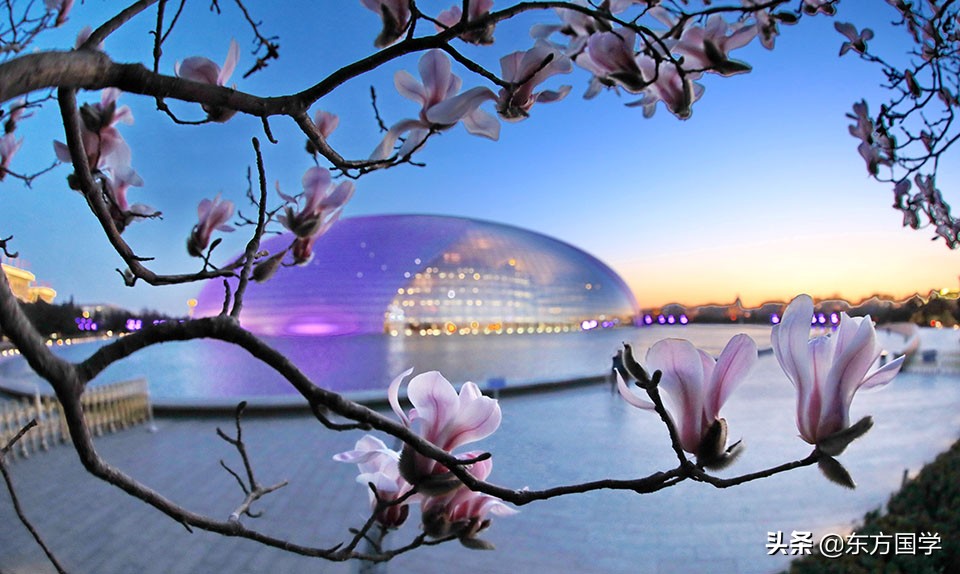 @所有人，周末一起赏玉兰，五处北京玉兰美景