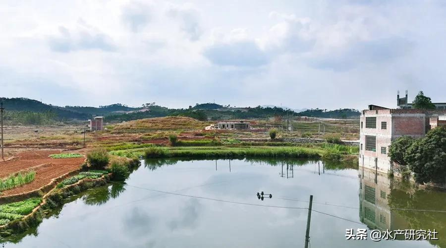 鱼氯气中毒与氨气中毒区别,水产养殖有毒氨的范围