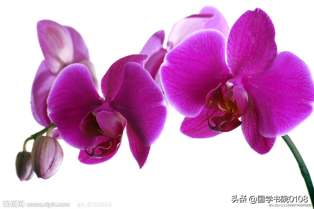 咏兰诗词最著名的是哪些,咏兰诗十首最好诗句