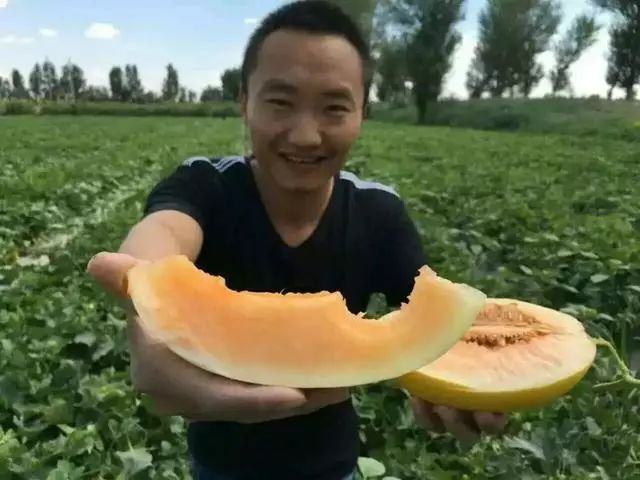 大漠甜瓜,甜甜蜜蜜就是民勤滋味