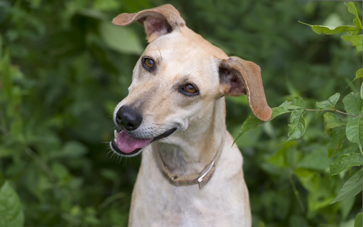 狗生的时候注意什么,狗生崽后主人注意什么