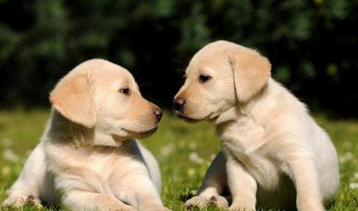 拉布拉多禁止饲养么,养拉布拉多用放笼子么