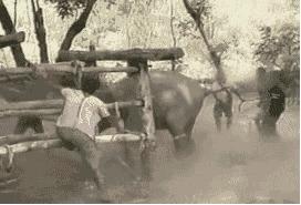 被囚34年取精，被迫亲手杀死爱子，最后只能挣扎着死去…