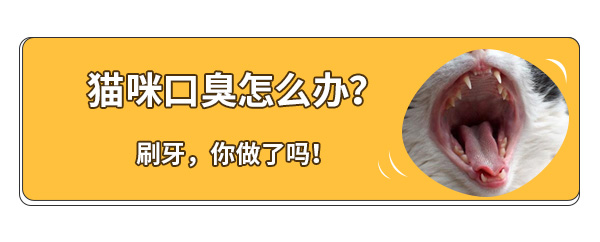 铲屎官嫌弃小狗口臭,怎么解决猫咪口臭的问题
