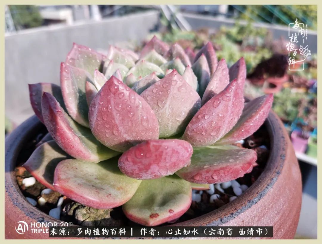 景德镇精品拇指多肉盆,轻奢多肉拇指盆3.5