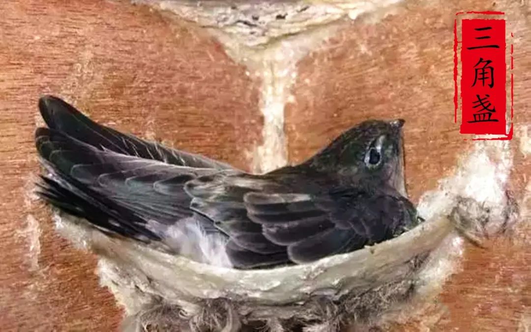 燕窝哪种好,燕窝选什么样的最划算