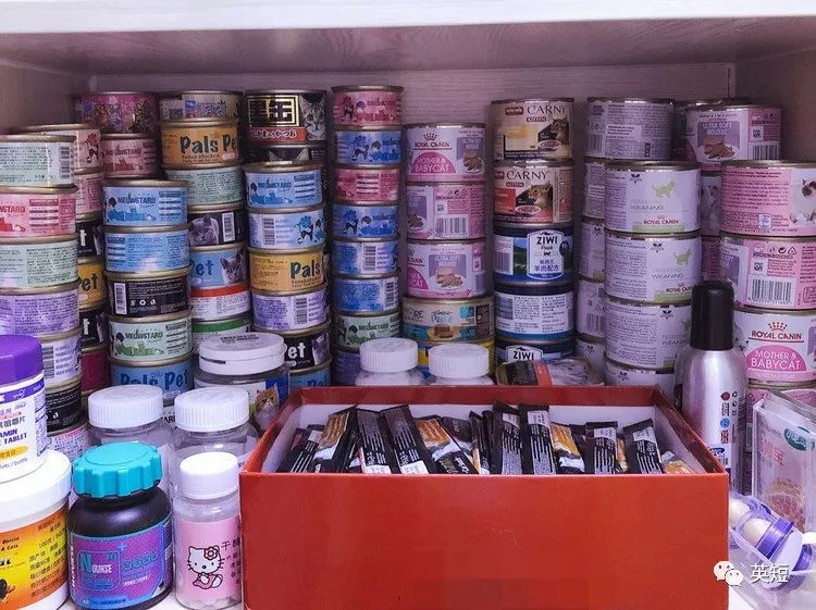 十年养猫,十年猫舍养宠经验分享