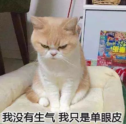 猫咪生气怎么讨好它,猫咪生气了会有什么表现