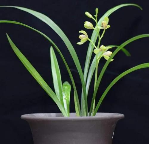 建兰发新芽怎样养护,建兰要怎么养容易开花呢