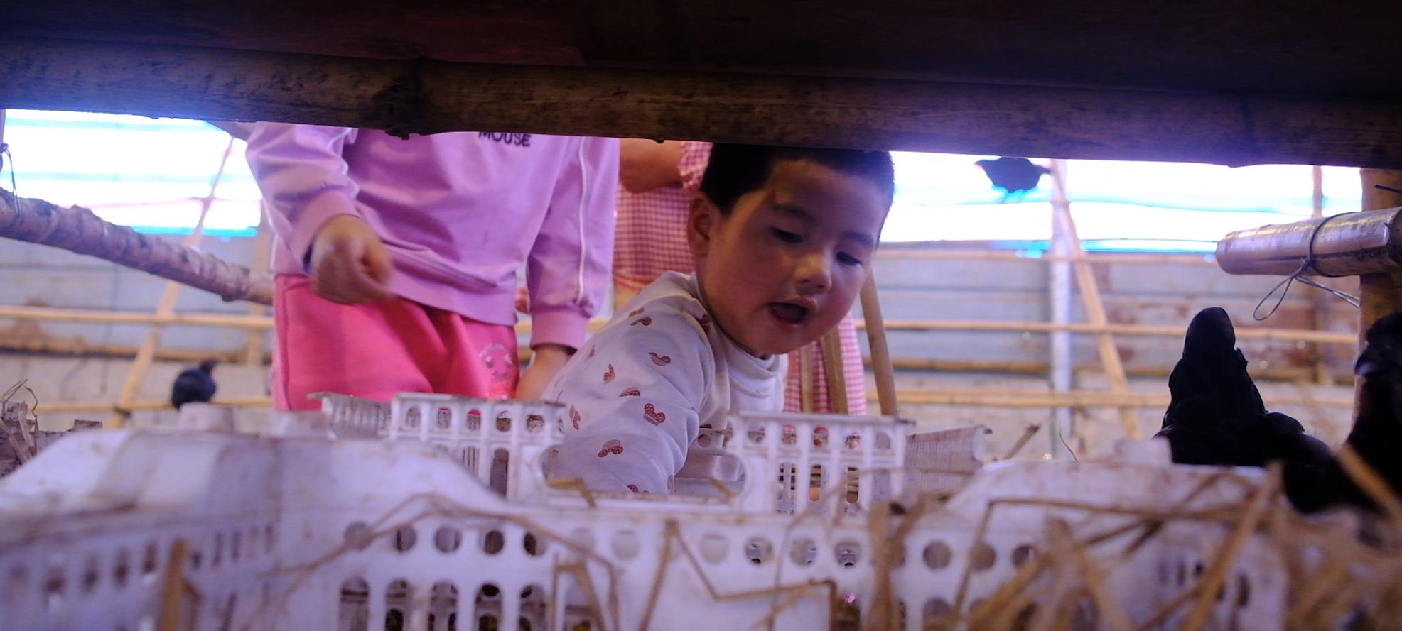 卖完公鸡留母鸡生蛋，不按斤按盒卖70-100块，居然收入千万