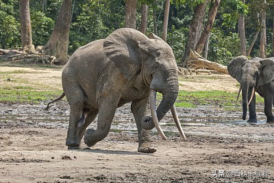 在非洲的热带雨林里,还生活着第三种大象——非洲森林象