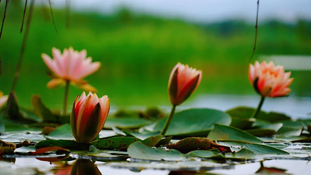 睡莲清心寡欲图片,睡莲夏日清欢