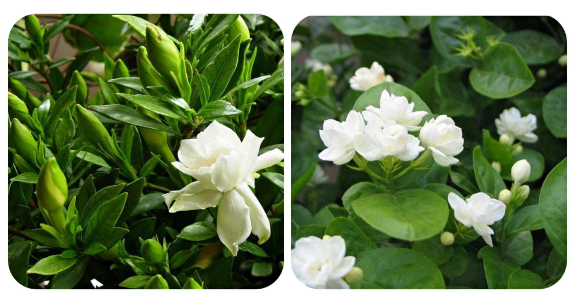 绿化带常见植物名称及图片,100种绿化带或路边常见的花草