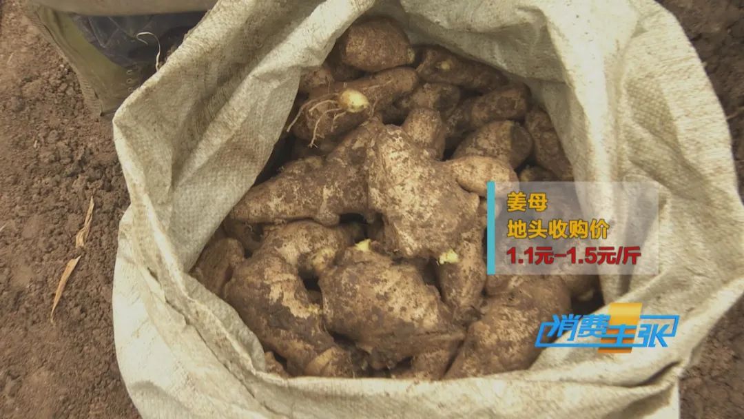 大量精品生姜出售,今日鲜姜收购价格