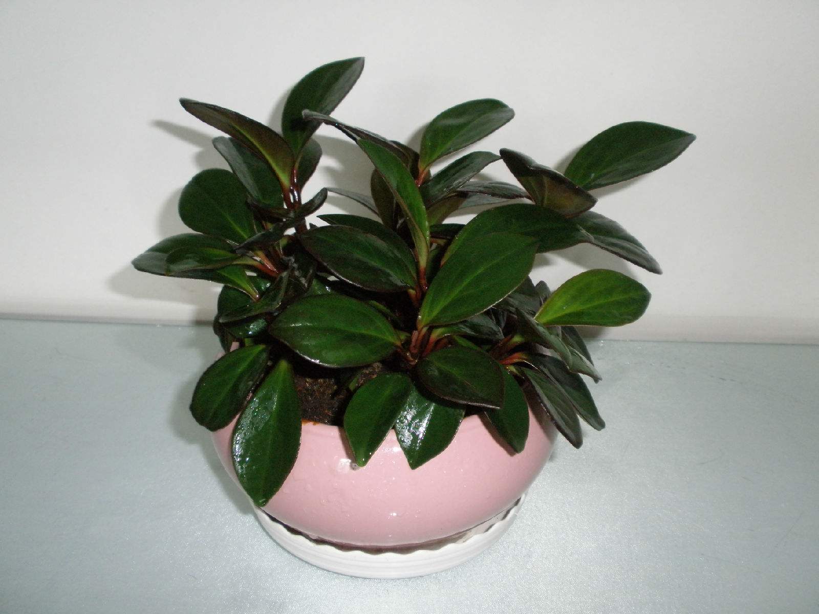 客厅就养这6种花好看好养还大气,适合客厅养的花满屋飘香