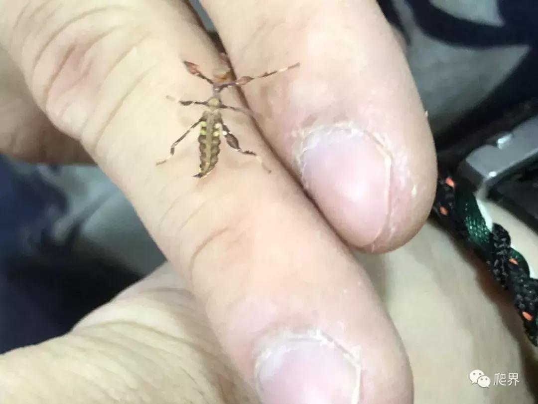 湛江爬宠店,深圳爬宠店在哪里