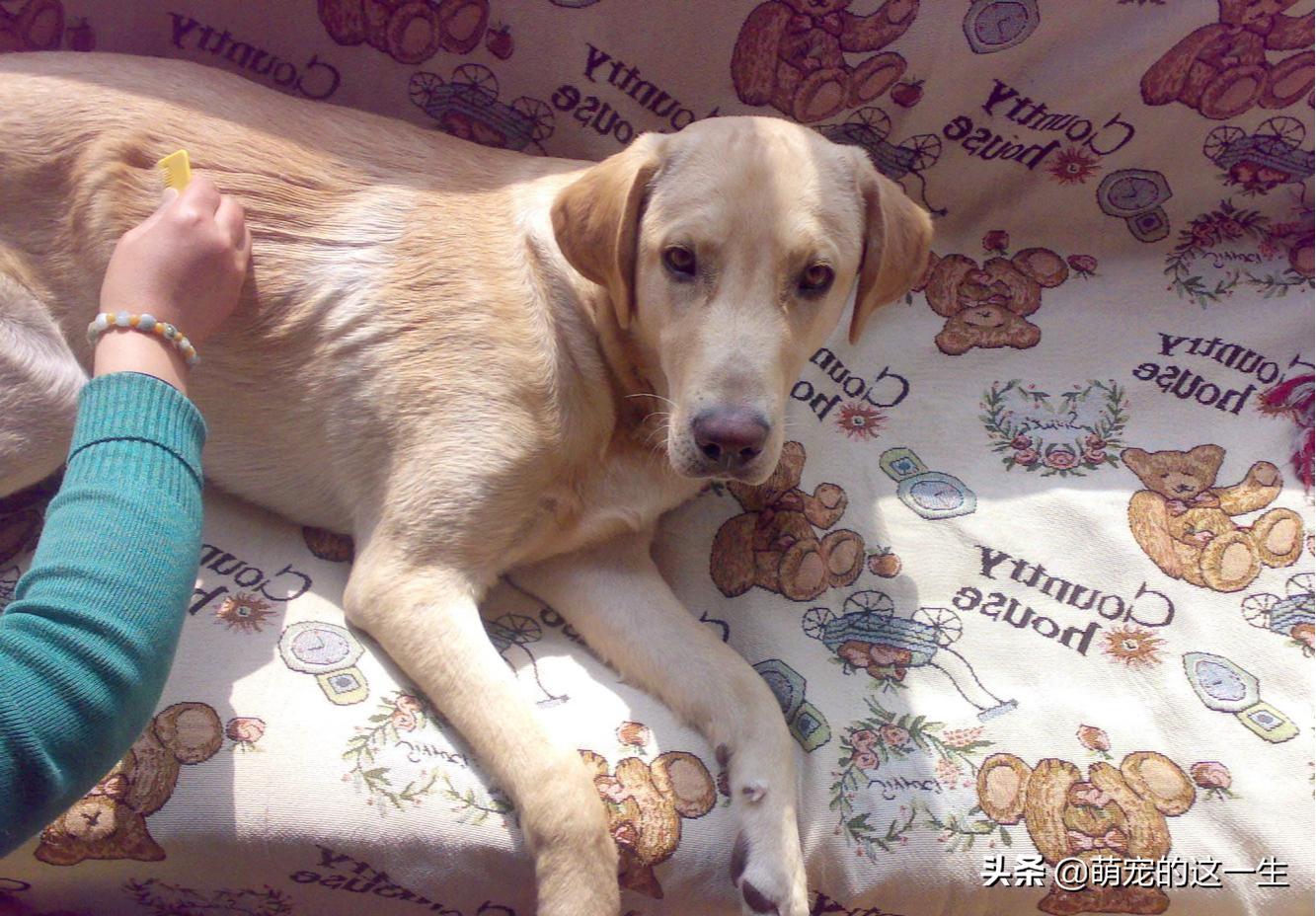 狗狗掉毛太凶怎么办,狗狗掉毛的原因及解决方法