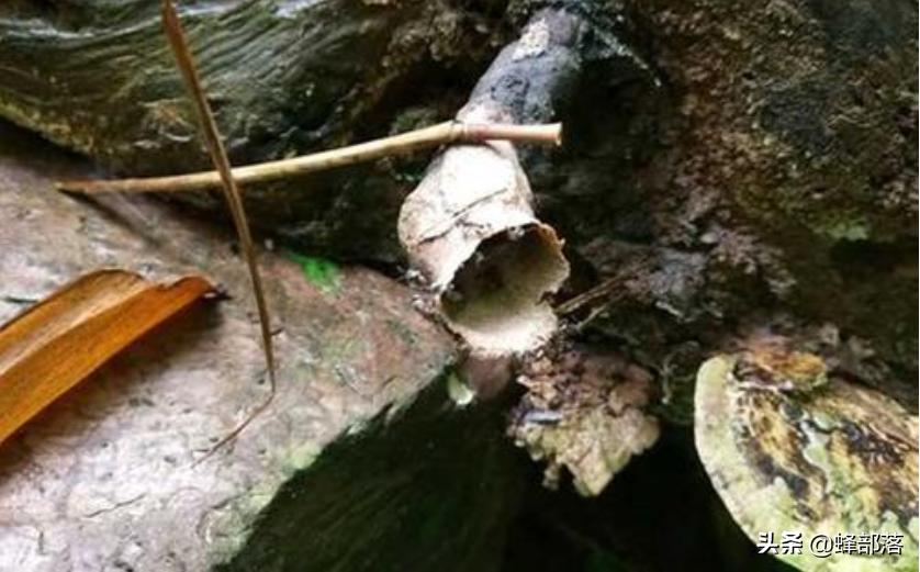 无刺蜂会不会逃跑,无刺蜂怎么攻击敌人