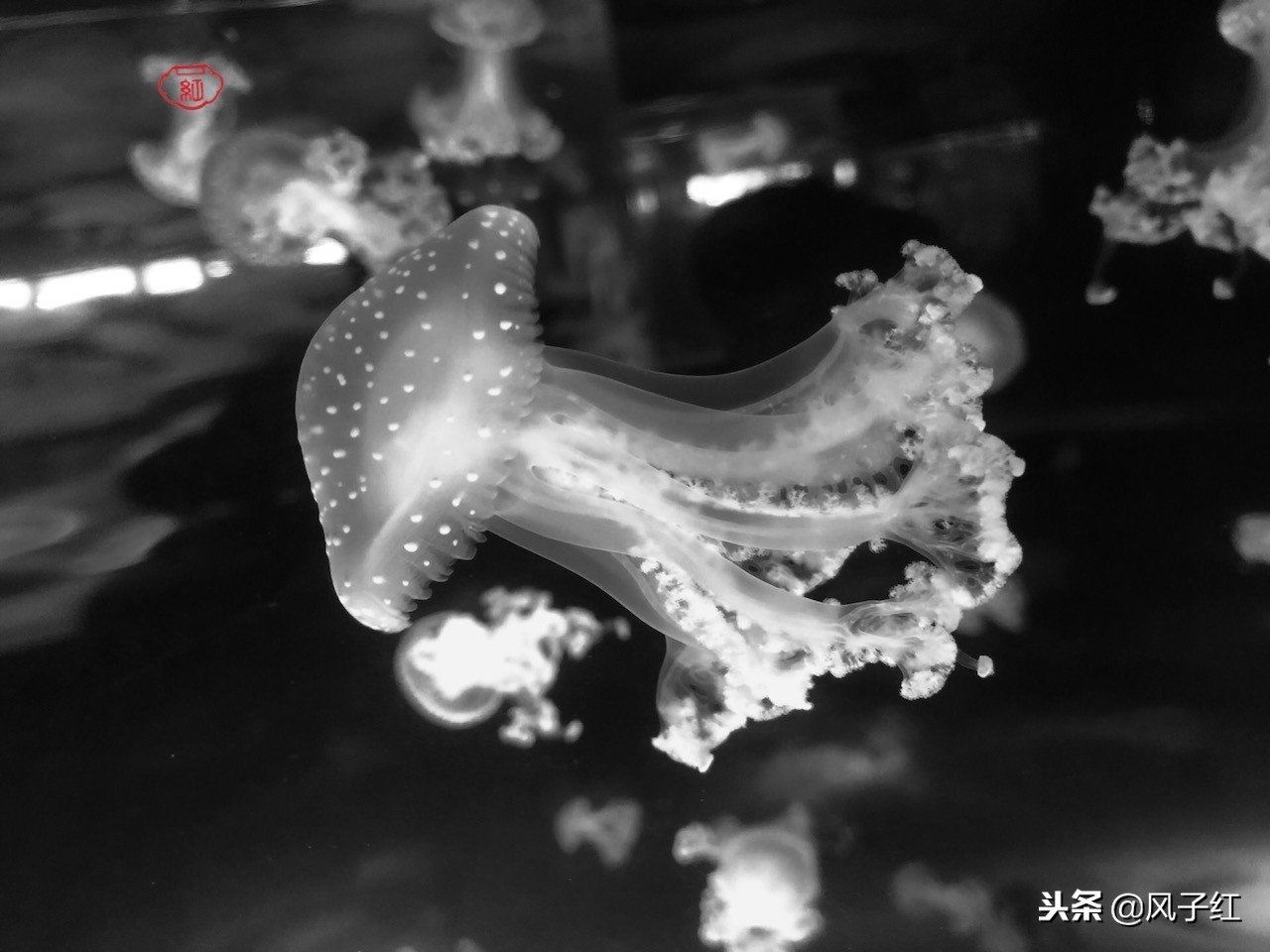 上海新地标丨海昌海洋公园一日游园玩法攻略