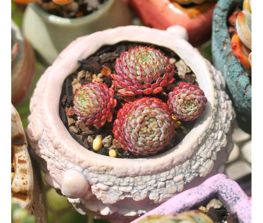 多肉爱长草怎么办,多肉爱火怎么养