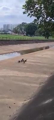 新加坡华人打架斗殴事件,新加坡打架最惨烈的一次