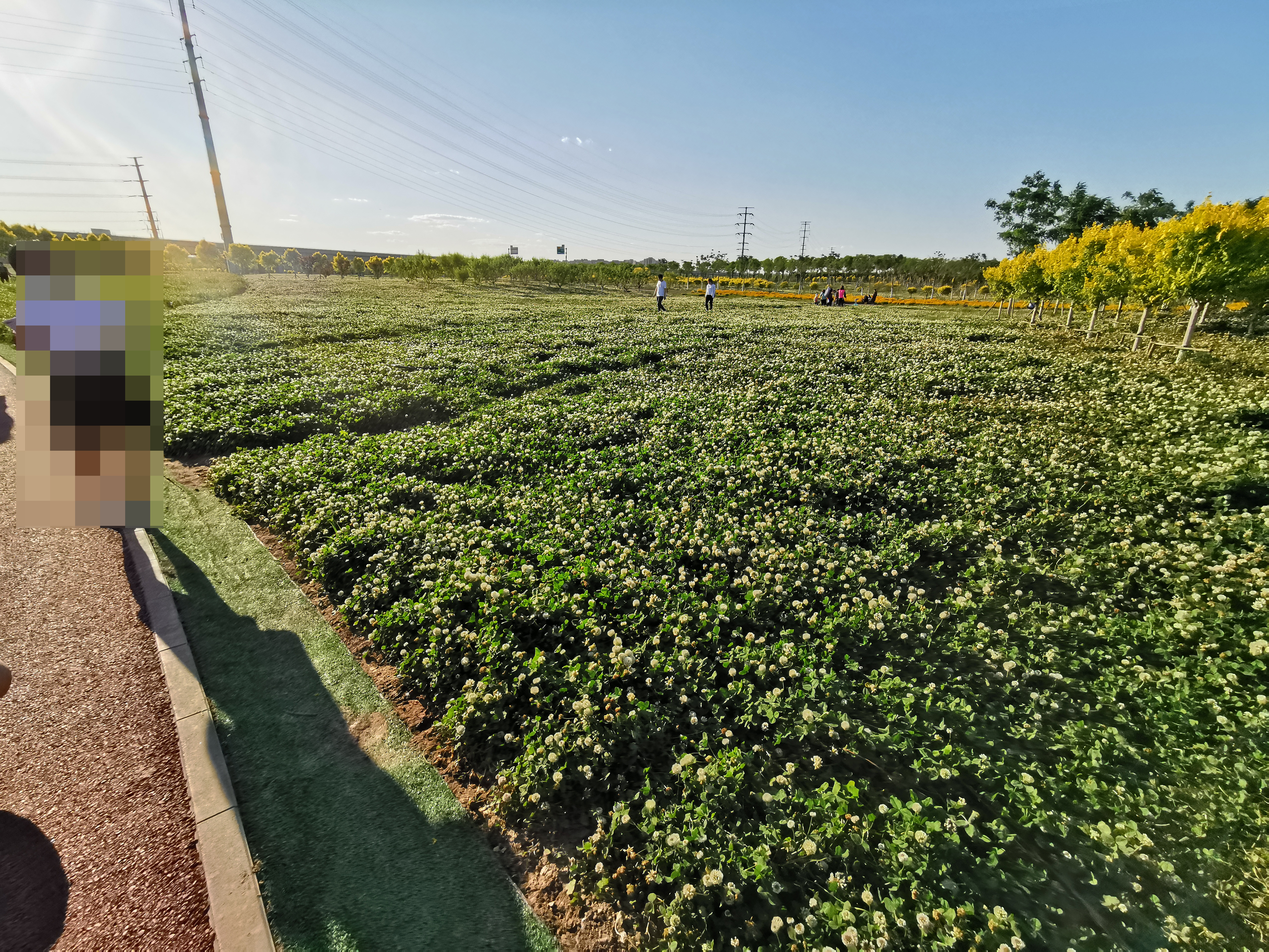 天津空港七彩花田清明有油菜花吗,今年空港七彩花田有油菜花吗