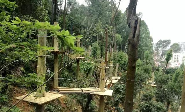 丛林探险乐园门票团购抖音,可拉熊丛林探险营地抖音团购