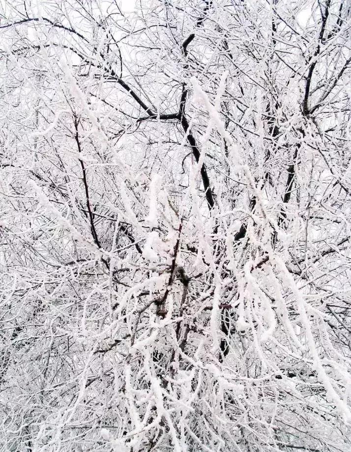 雾凇之美宛若仙境,连云港花果山雾凇美得像仙境