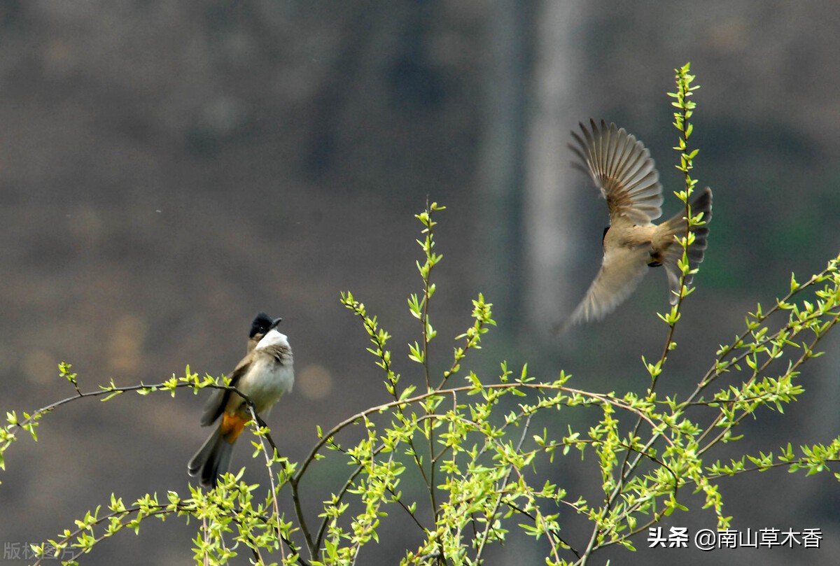 怀念槐花的散文,散文那一抹乡愁