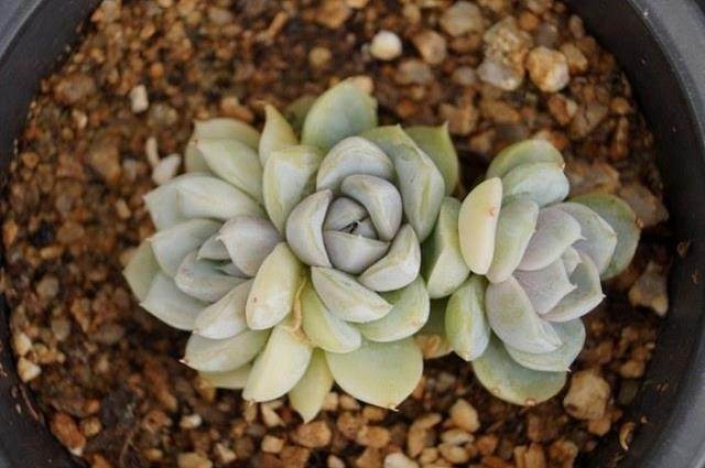 多肉创意土和多肉土的区别,养多肉最实惠的土是什么土
