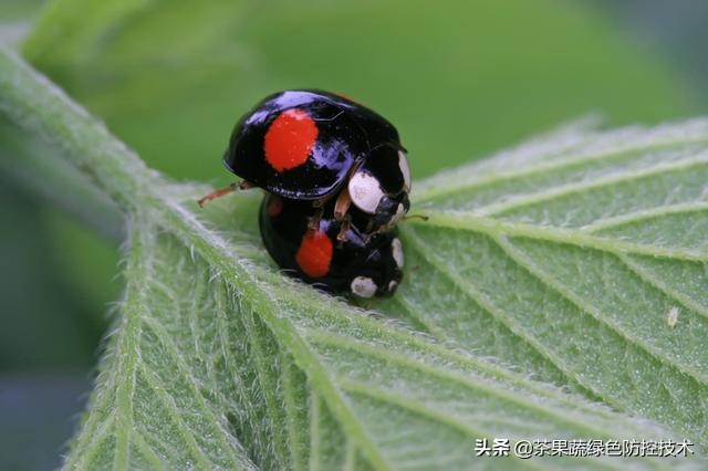 七星瓢虫是一边七个星吗,2星瓢虫