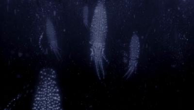 豆瓣netflix电影,bbc地球奇观纪录片