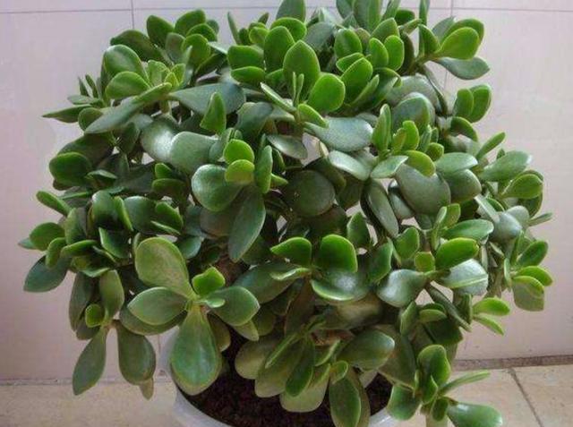 玉树土培转水培,玉树水培生根最佳方法