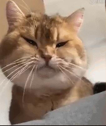 猫咪界干饭王,喵界干饭王