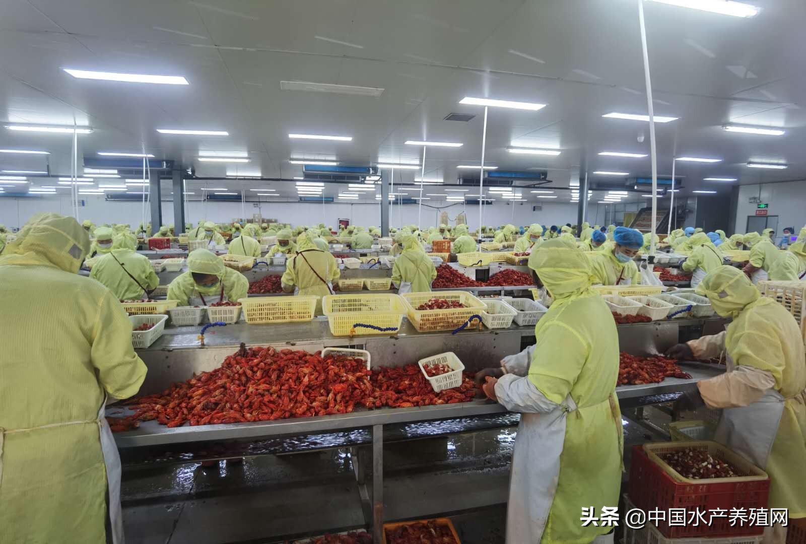 从0到1.5亿营收,小龙虾尾、调味虾迅速蹿红,使得这家小龙虾加工出口企业转内销后,不用再看国外脸色
